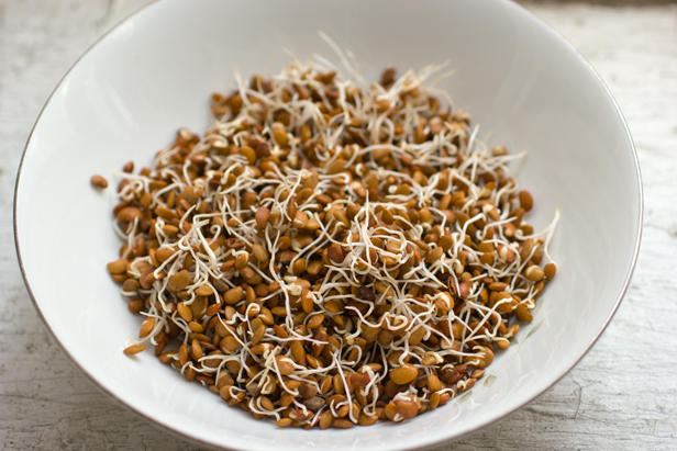 horse gram sprouts