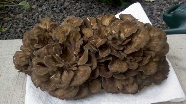 Hen-Of-The-Woods Mushrooms