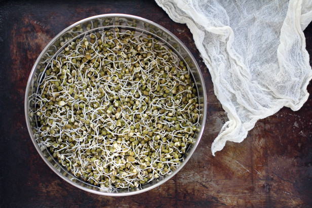 mung bean sprouts