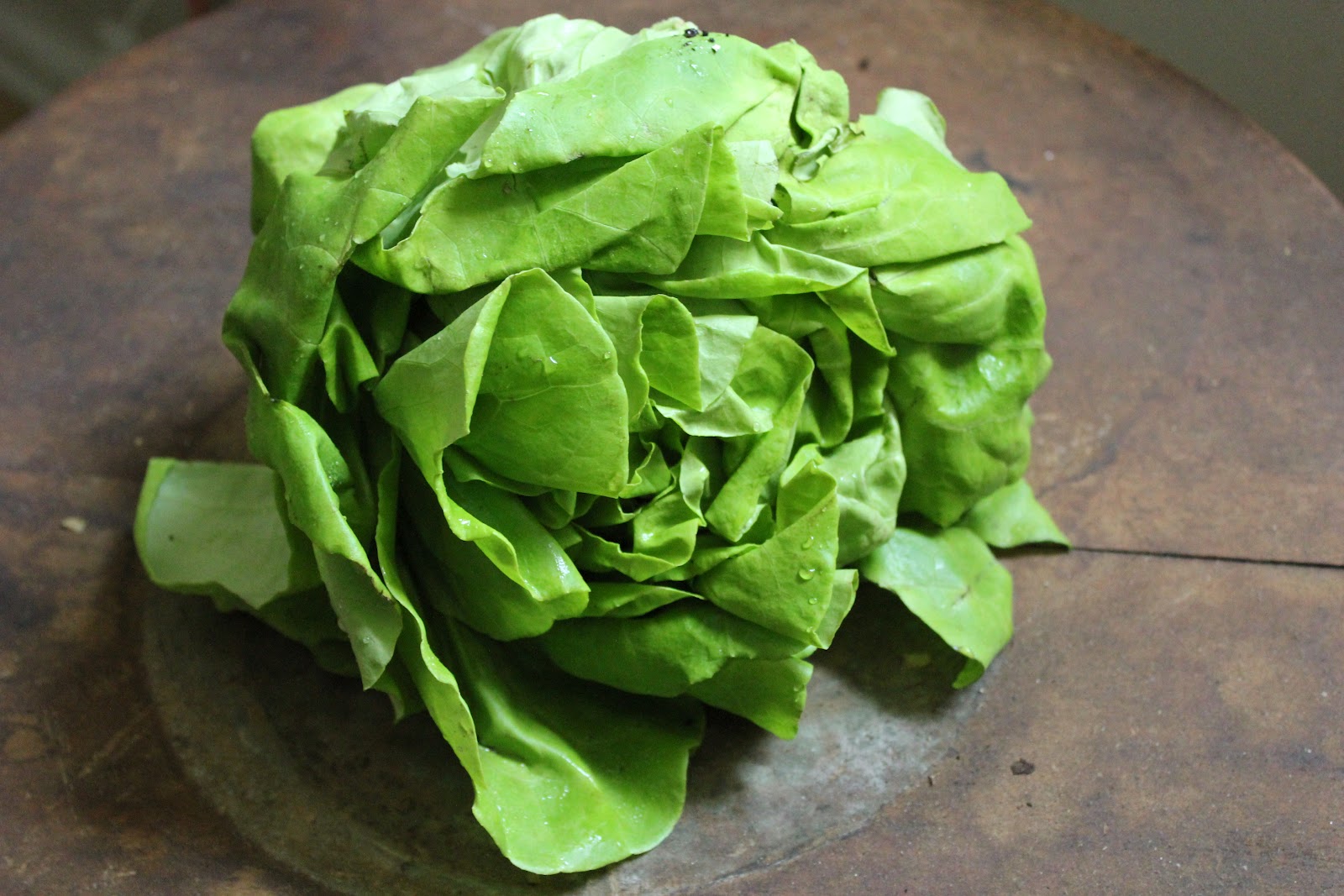 butter lettuce or bibb lettuce