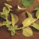 Doddapatre Tambuli (Herbed Buttermilk)