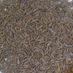 The Spice Route: Howard Walfish on Caraway Seeds